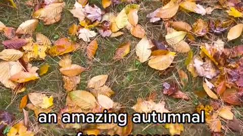 an amazing autumnal a-frame escape