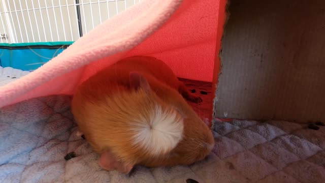 Guinea pig nap time! 💤