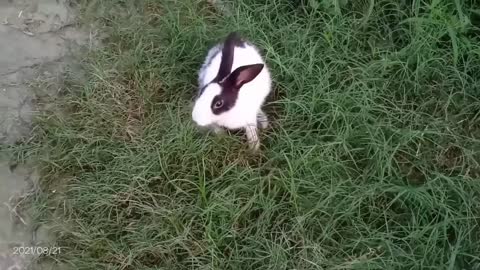 cute rabbit 😍❤️ खरगोश status videos barsat ki dhun