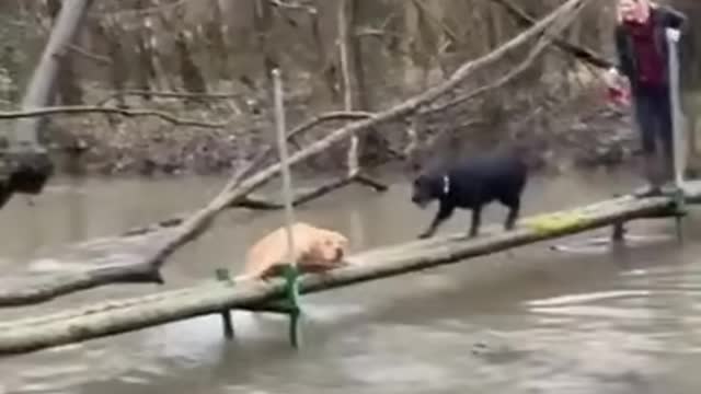 Buddy, help me out