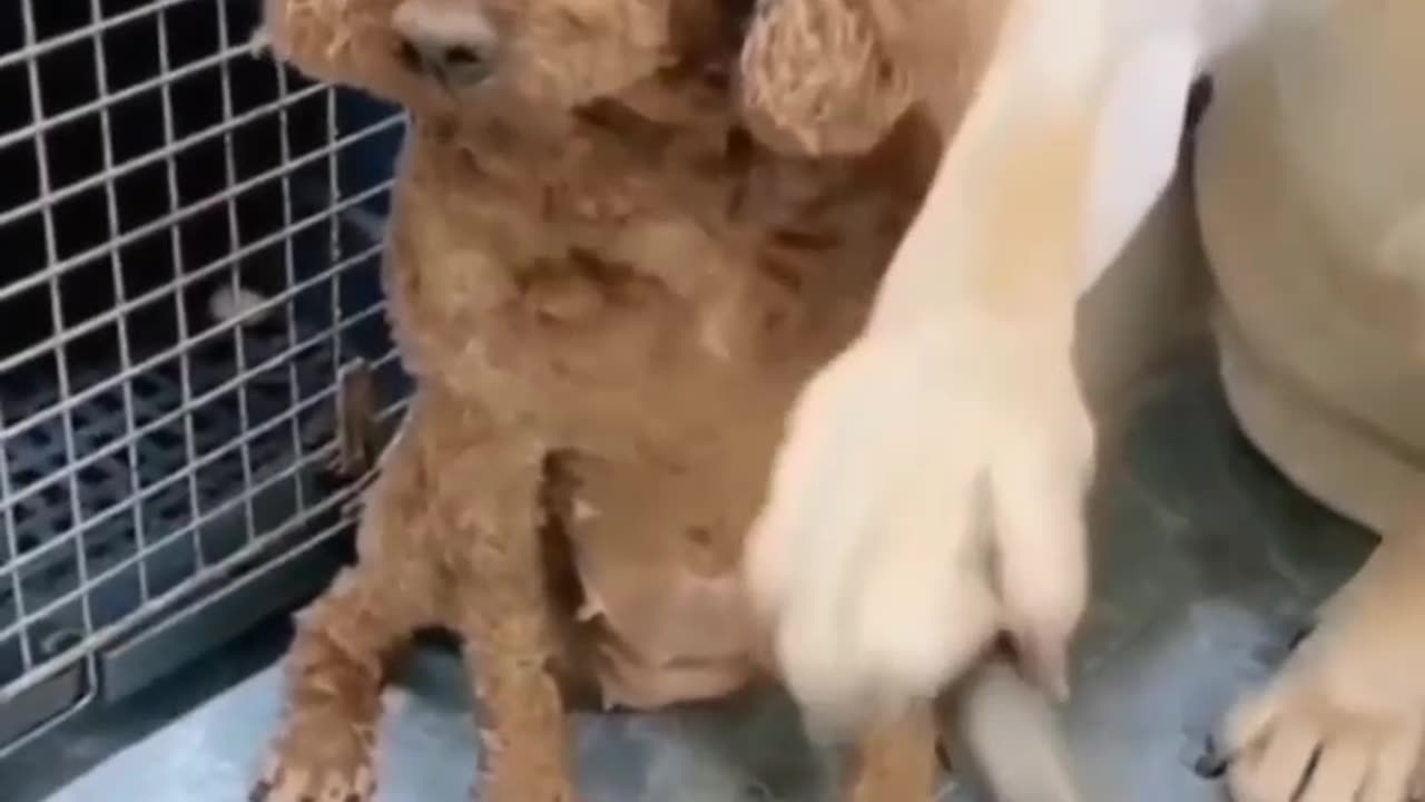 Funny dog family