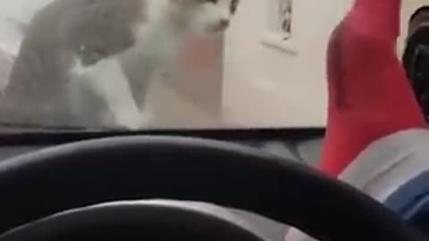 Funny Cats Reactions!