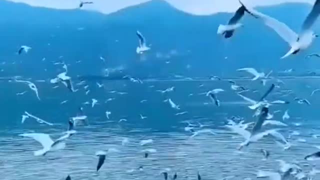 Birds are flying