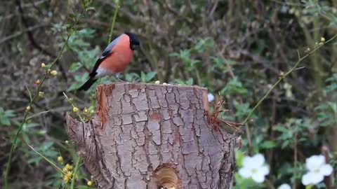 The rare red goldfinch eats and hunts for food in the woods