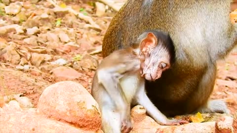 Poor baby is injured and very weak, after falling from the tree.