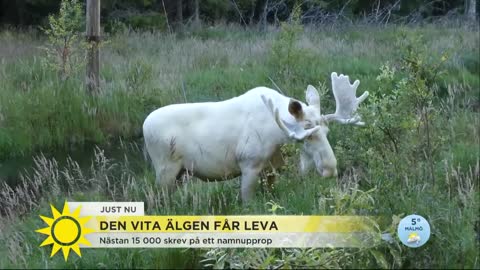 Vita älgen får leva – här badar den i bäcken - Nyhetsmorgon (TV4)