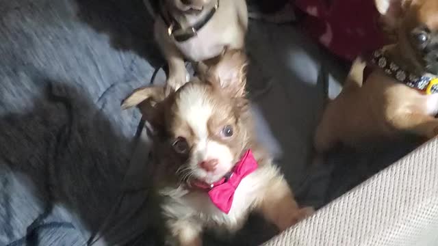 Teacup chihuahuas being babies