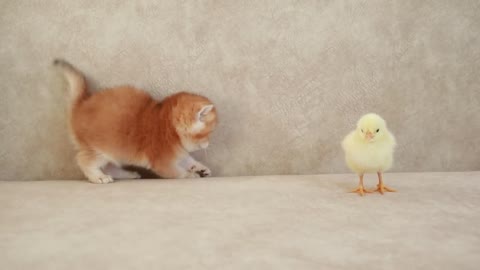 Kittens walk with a tiny chicken
