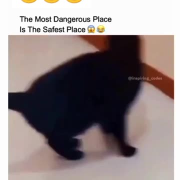 "Adventures of Feline Foes: The Hilarious Cat-and-Rat Rendezvous!"