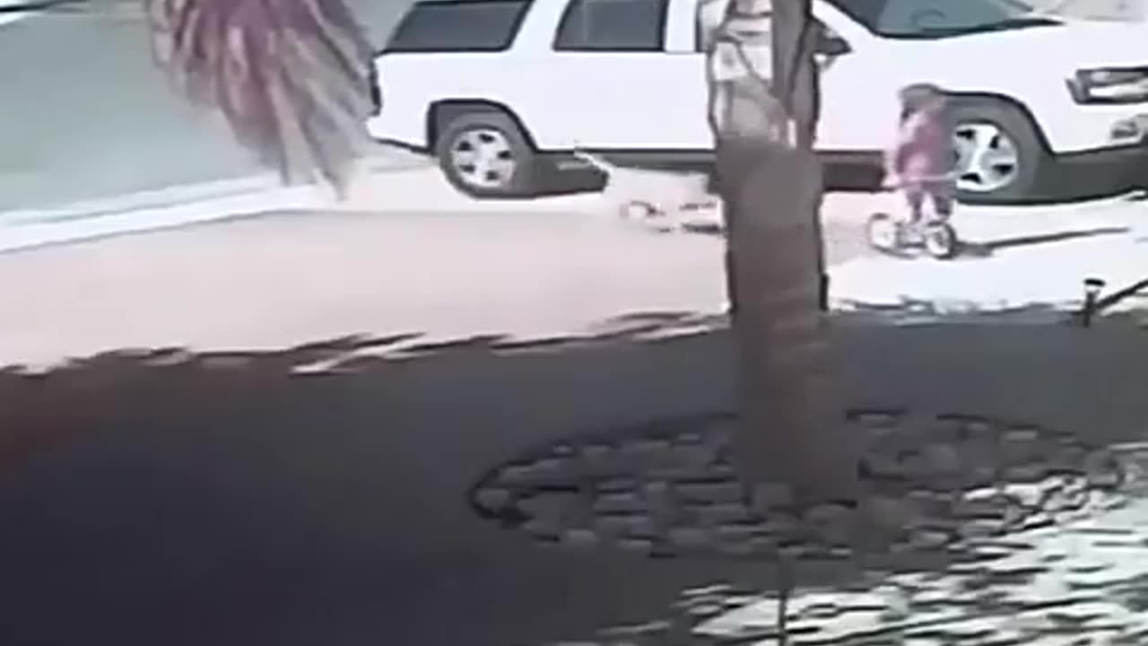 Cat saves child from an attacking dog