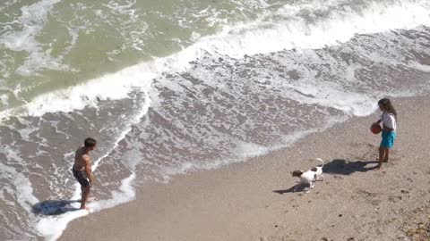 The dog play at the beach