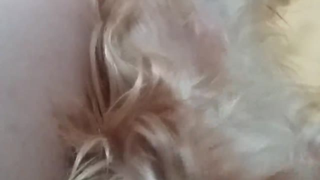 Perro literalmente llora cuando su dueña detiene la rascada de panza