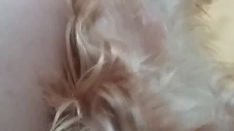 Perro literalmente llora cuando su dueña detiene la rascada de panza