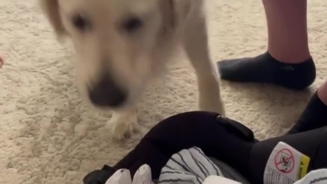 Dog has heartwarming reaction to meeting baby for the first time