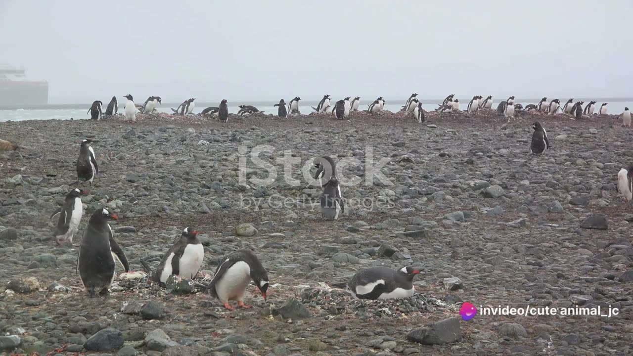 Penguin Paradises: The Lives of Adorable Antarctic Explorers