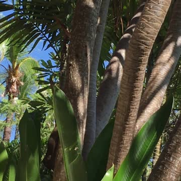 Ardilla salvaje acepta comida de la mano de un humano