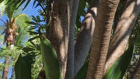 Ardilla salvaje acepta comida de la mano de un humano