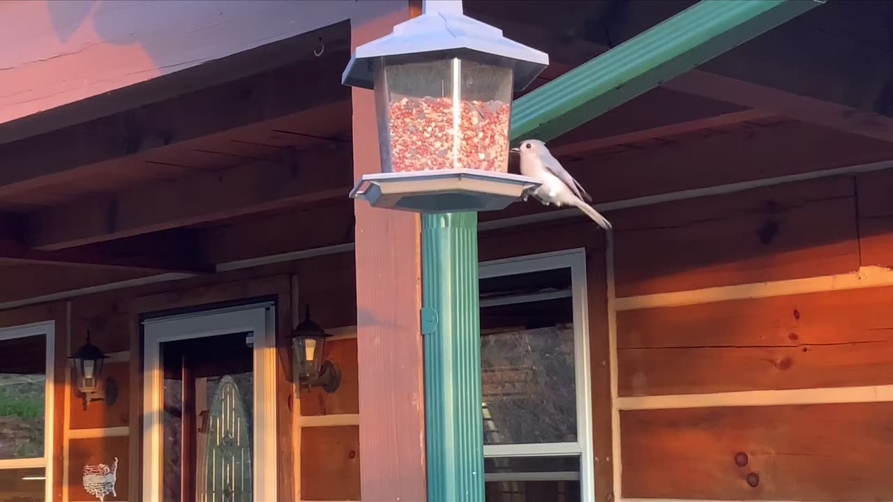 🐦 NW NC at The Treehouse 🌳 Bird feeder Bird watching 🐦