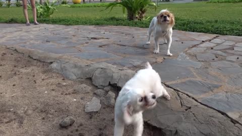 funny video cat& dog!!