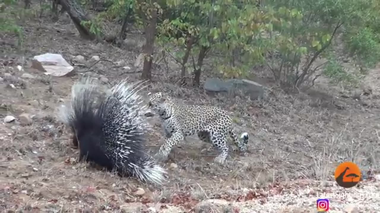 Silly leopard taking on porcupine at high speed will make your day