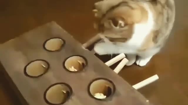 Cat playing