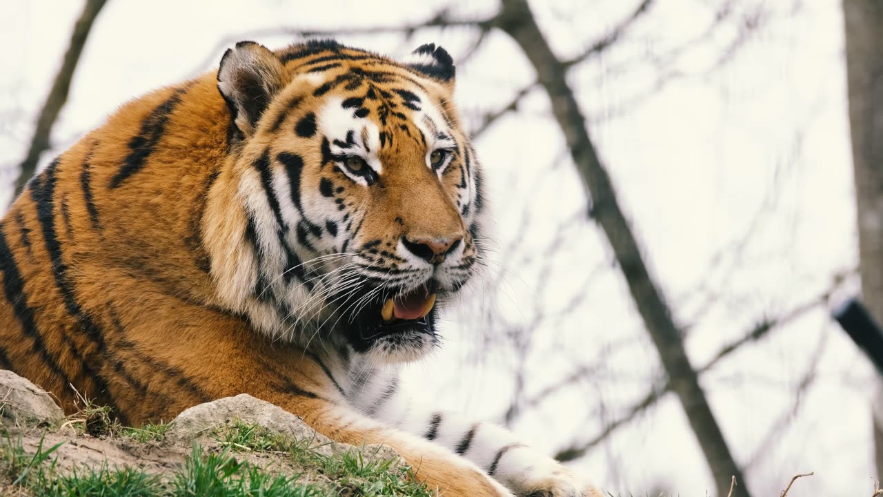 A Tiger Animal