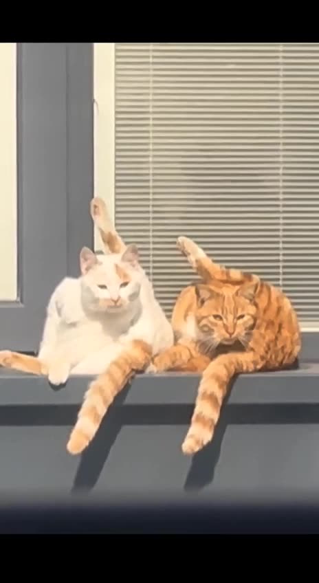 How cats behave when they think no one is watching