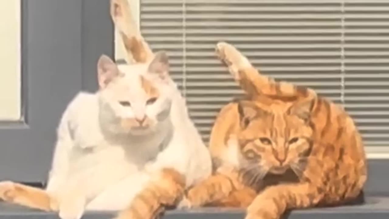 How cats behave when they think no one is watching