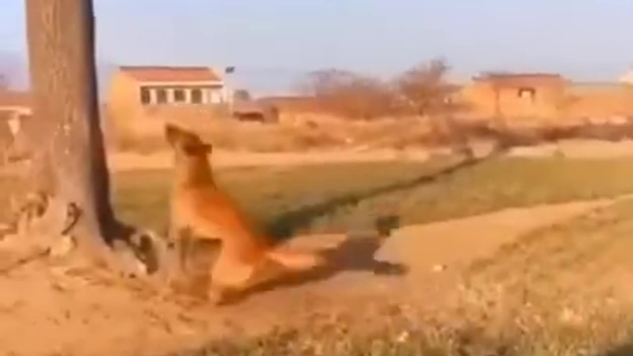 Cut and funny animal video #viral #viralshorts