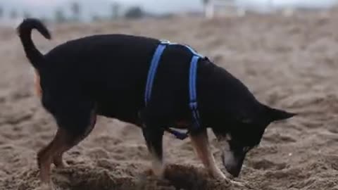 a pat dog in harness digging