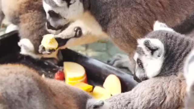 Check out what monkeys usually eat # ring-tailed lemurs