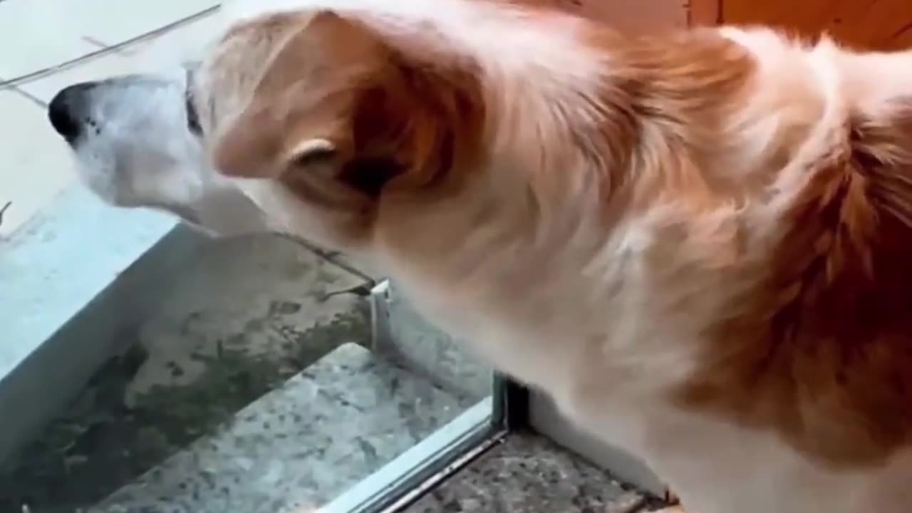 New video 2023 cutest cat and dogs ..