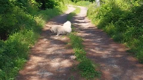 Puppy in South KOREA countryside