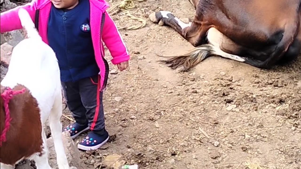 Baby Fun with animal GOAT