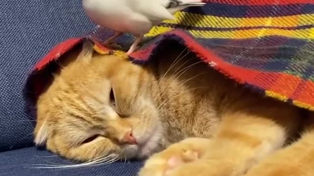 Baby Animals Funny Parrots and Cute Birds Compilation Loros Adorables Recopilación -5