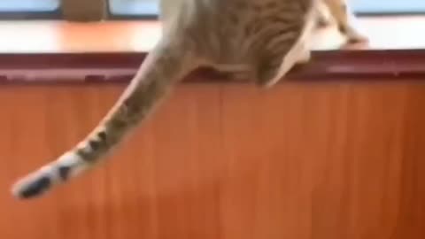 Animals lovers cat dog...any ..one..