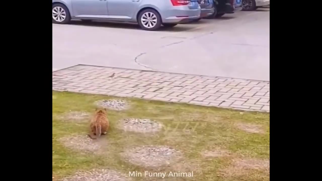 Funny cat's and dog's videos | funny animal videos 2023