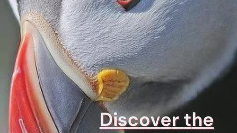 Atlantic Puffin❤ It has an incredible technique that you need to know about😇