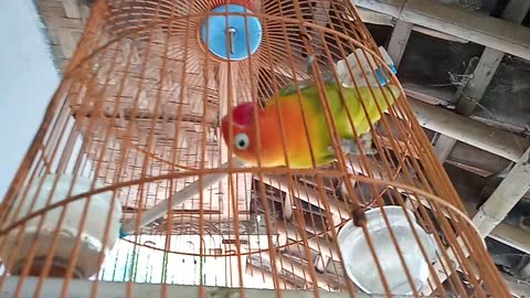 Lovebird is furious, chirping while biting its cage