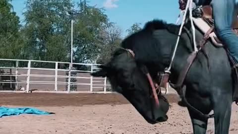 He's got a big temper and he's not trained yet