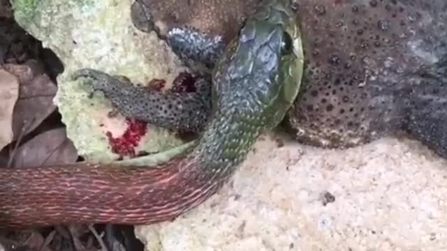 bullfrog vs snake