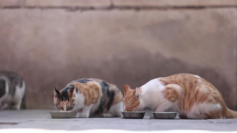 Three kittens and three rice bowls