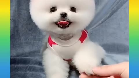 Cute funny dog video 🦮