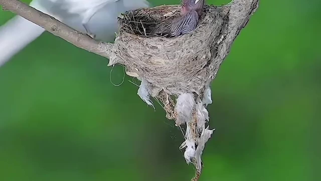 Mother Bird 🕊️😍