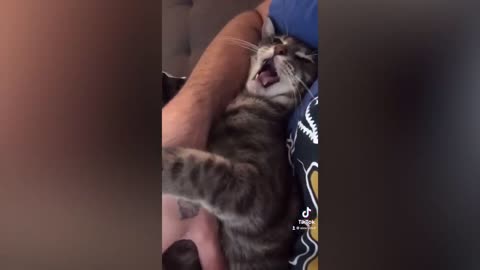 Funny pets 1 hour of funny moments