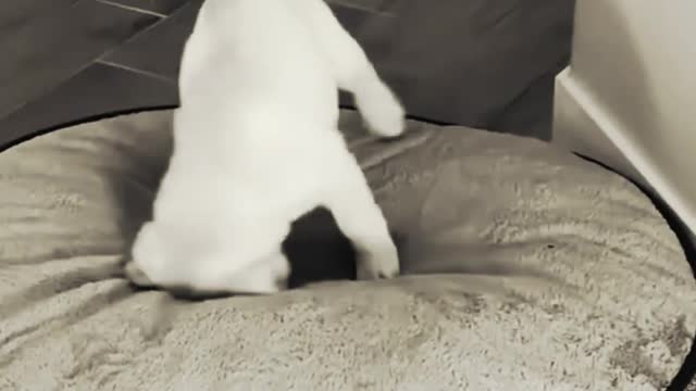 A cute puppy is entertaining with a pillow