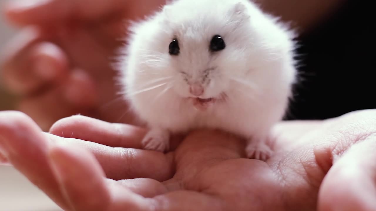 Beautiful Hamster in the hands