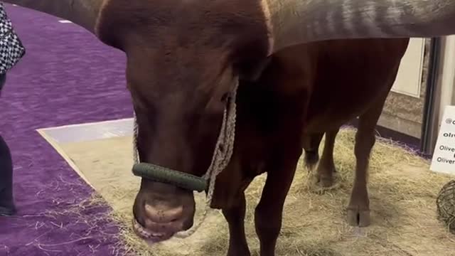 Veterinary Conference in Texas