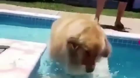 A dog that likes playing with water.