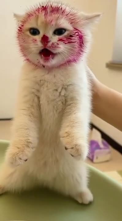 Funny cat videos | cute cat videos | cute animal | funny cat #shorts